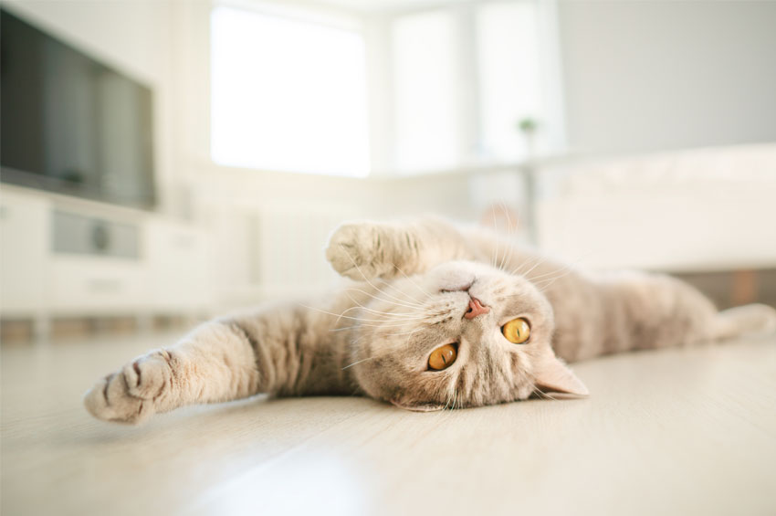Percorsi sospesi per gatti: come possono influire sulla vita del gatto?